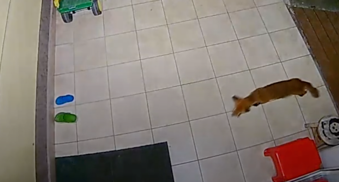 A ravaszdi akcióban